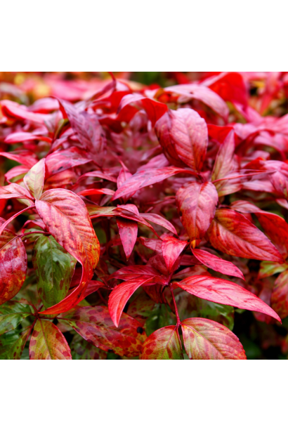 Nandina domestica Firepower